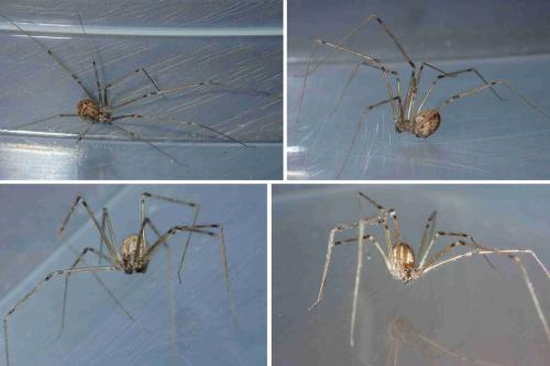 Réf. 226 497 : Physocyclus globosus